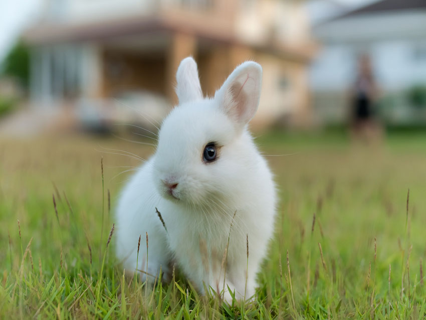 All rabbits need space to exercise in, including this Netherlands Dwarf