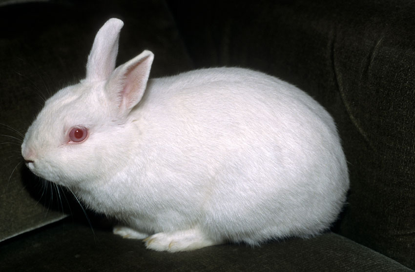 A healthy Polish Dwarf rabbit