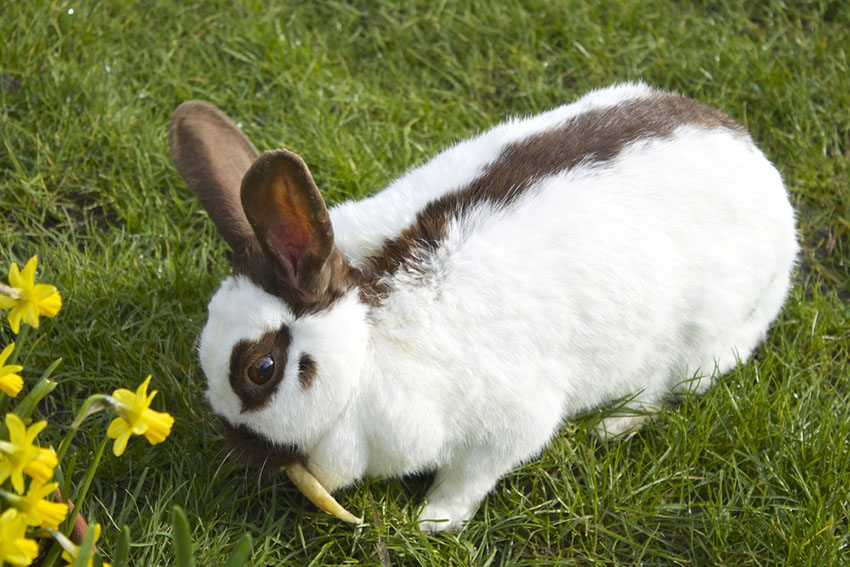  Rhinelander Rabbit with food