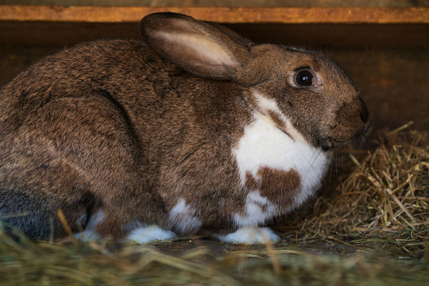 Silver Fox rabbit