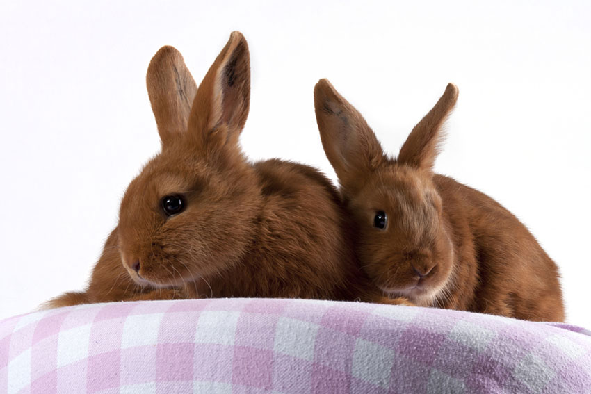 Thrianta Rabbit breed