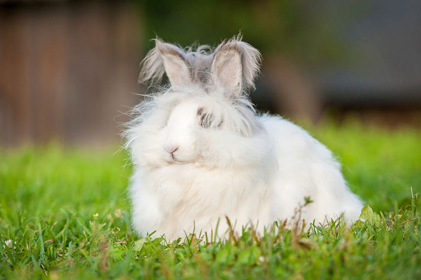 Rabbit breeds Angora 