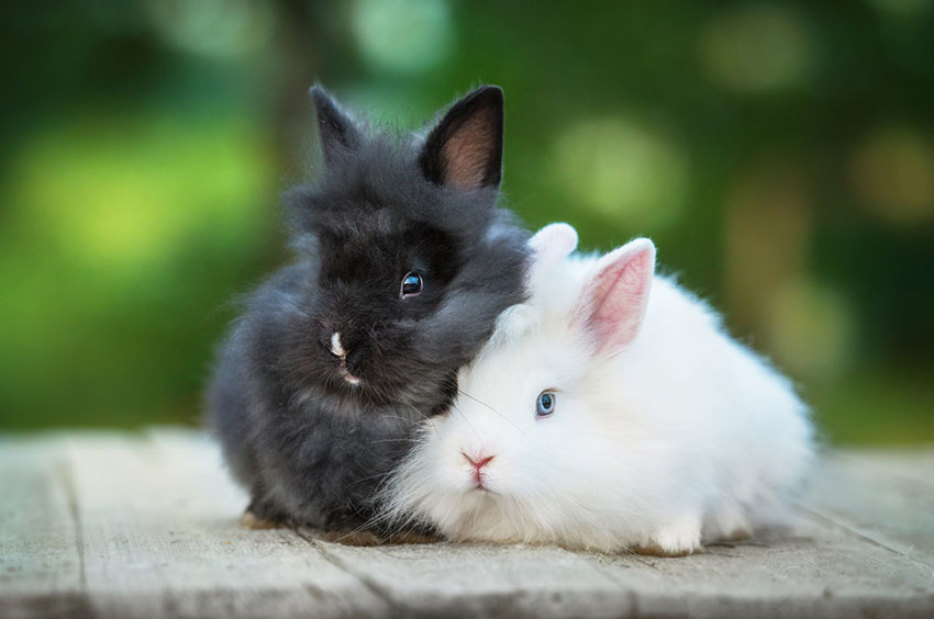 Angora Rabbit babies 