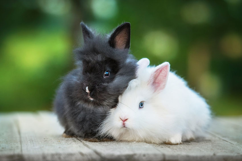 Angora Rabbit babies