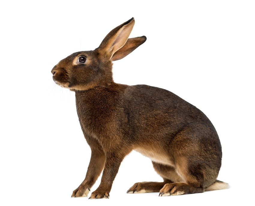  Rabbit Belgian hare