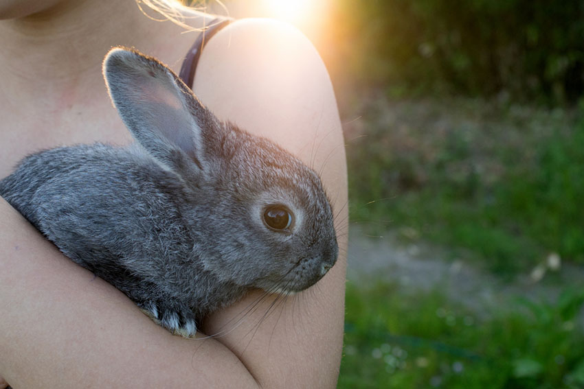 Chinchilla Rabbit