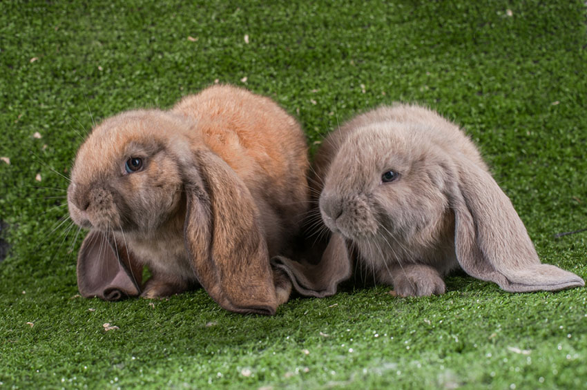 These English Lop-eared Rabbits love to play