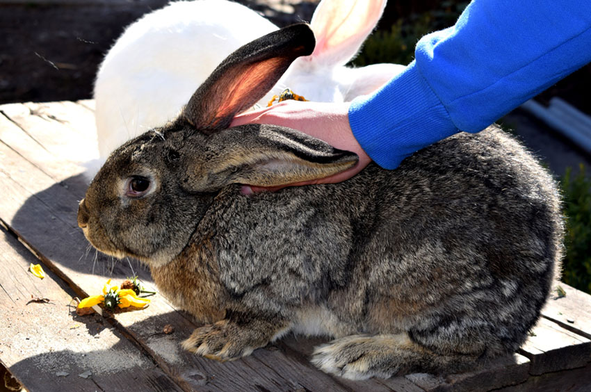  Flemish Giant Rabbit