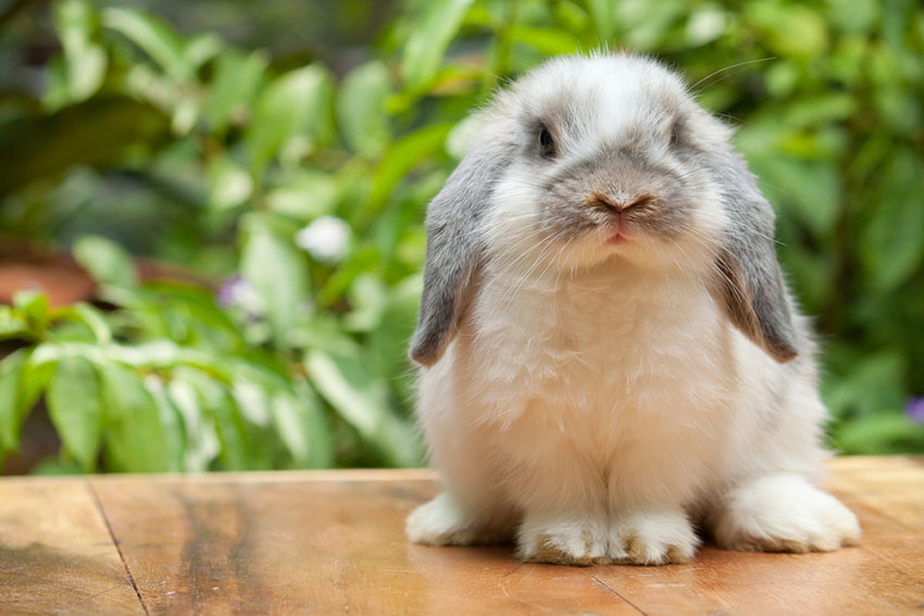 Rabbit Holland Lop