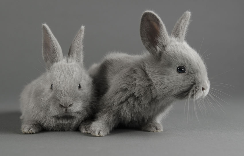 baby rabbits