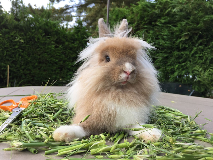 Lionhead rabbit