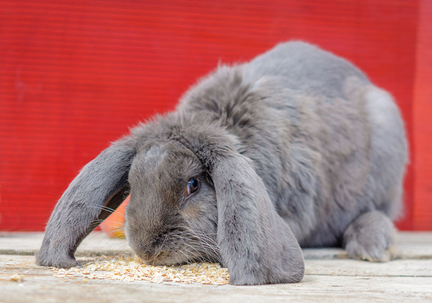 Lop-eared Blue Rabbit