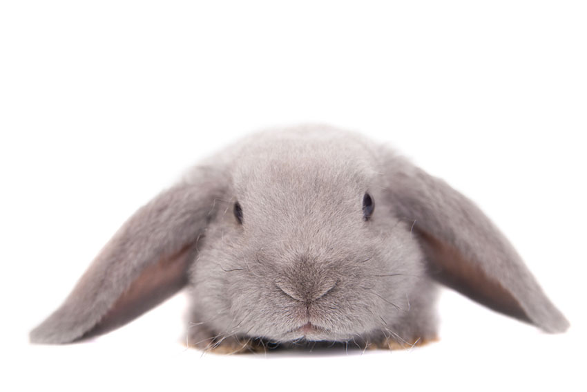 Rabbit lop eared Rex