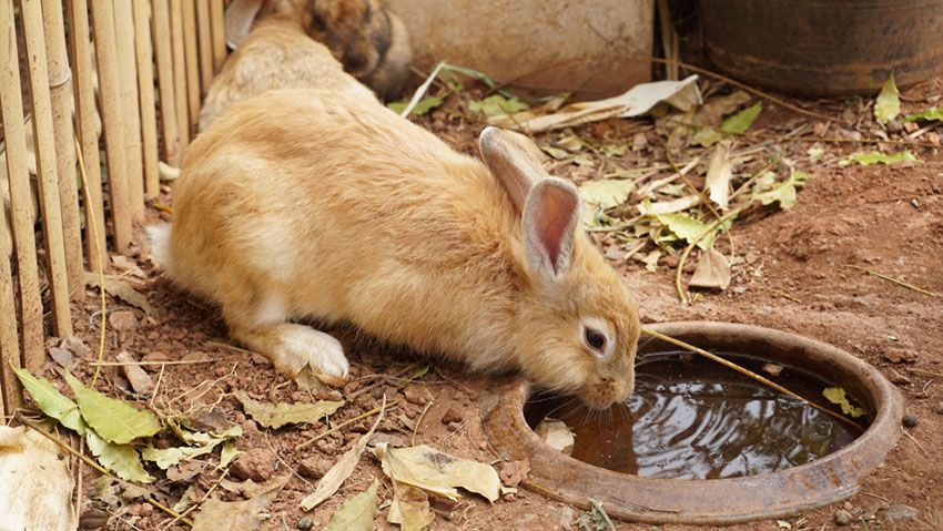 Water is vital to general rabbit health 
