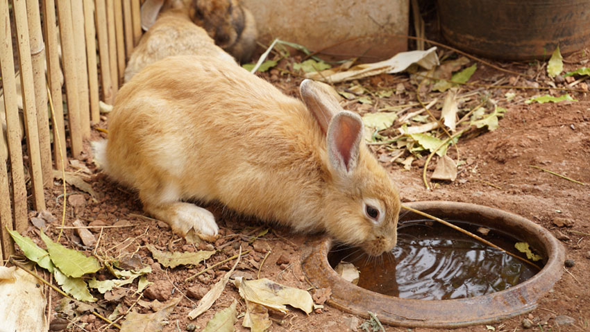 Water is vital to general rabbit health