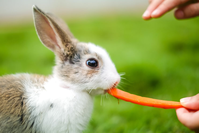 Rabbit care