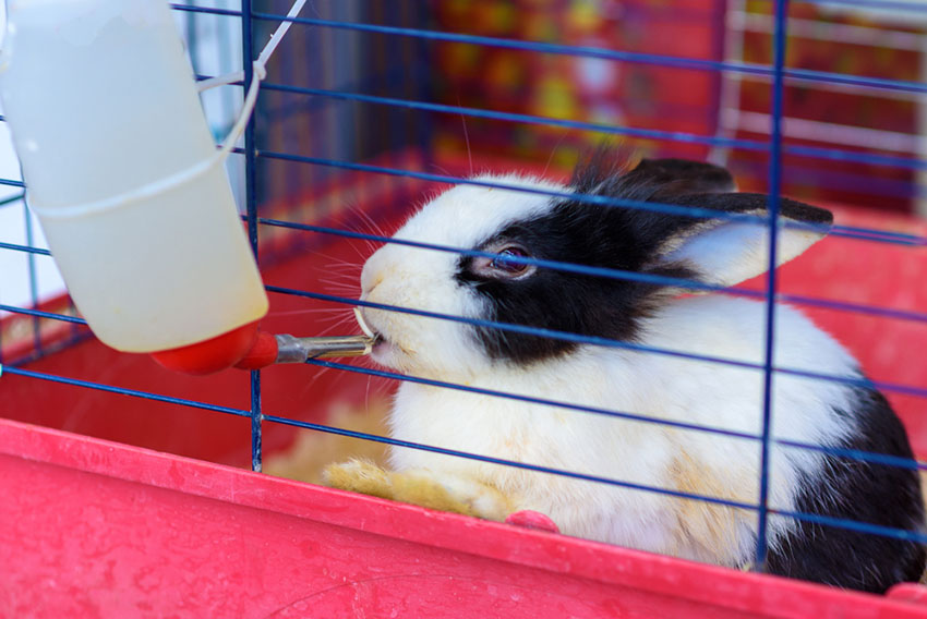 Rabbit with water bottle