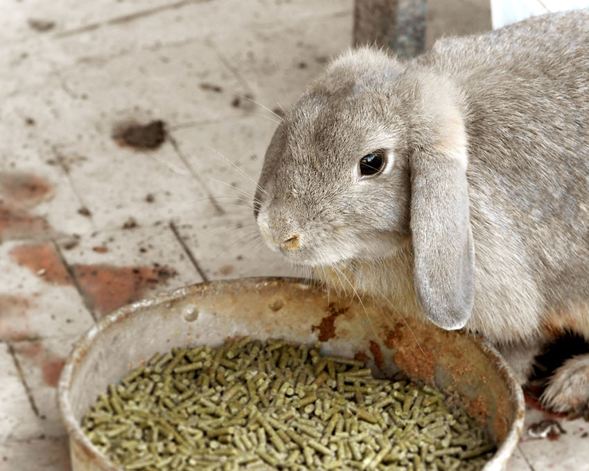 Rabbit feeding