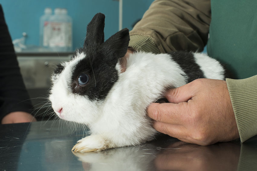 Rabbit health check