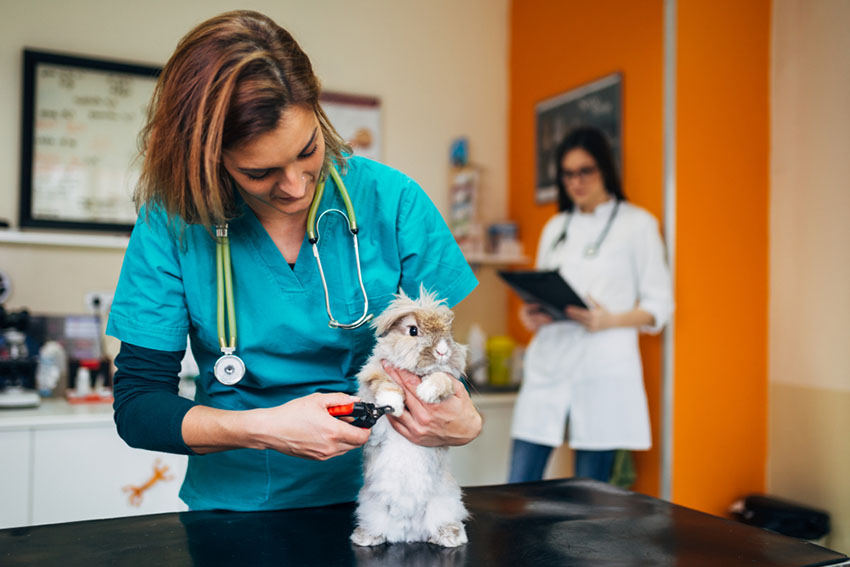 This Lionhead Rabbit is being checked over by a vet 