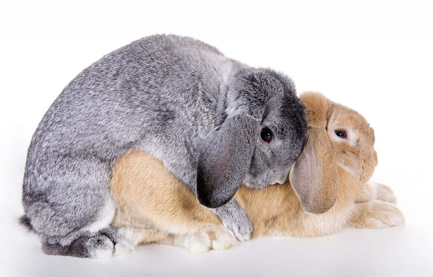EAH Bunny to Bunny head swap