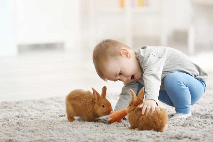 Rabbit care