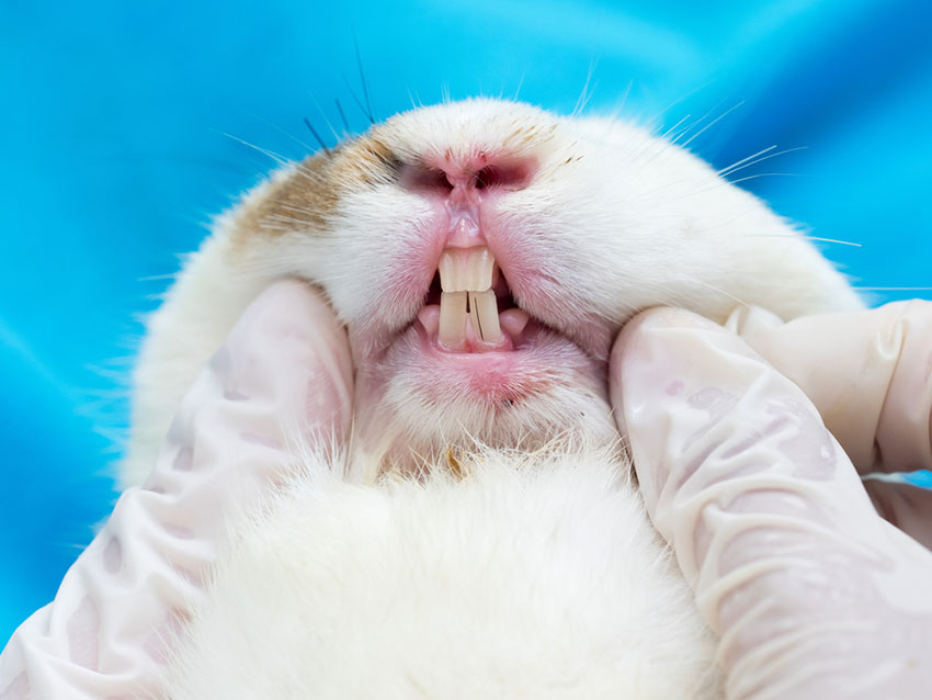 Rabbit teeth