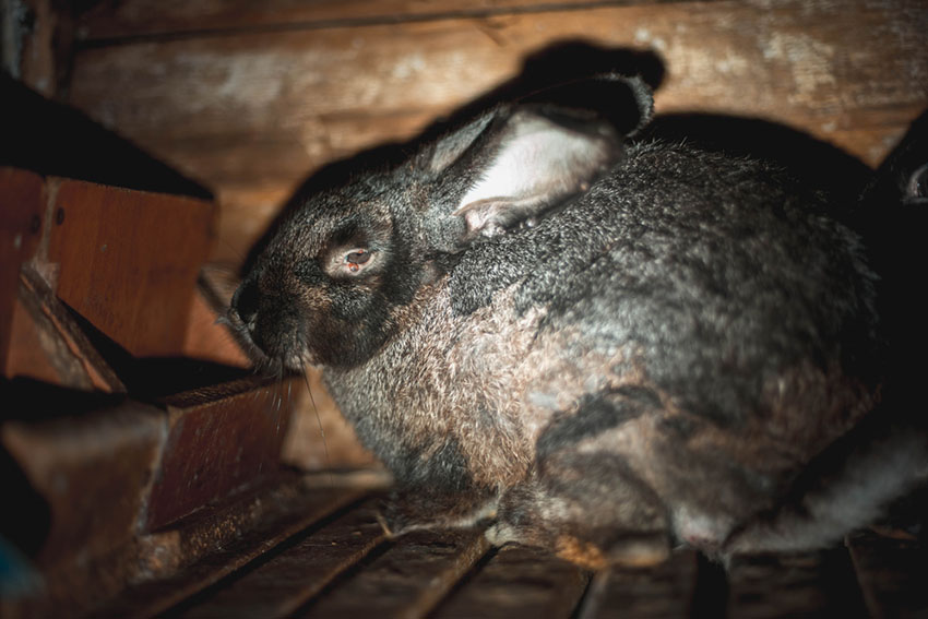 A rabbit with myxomatosis