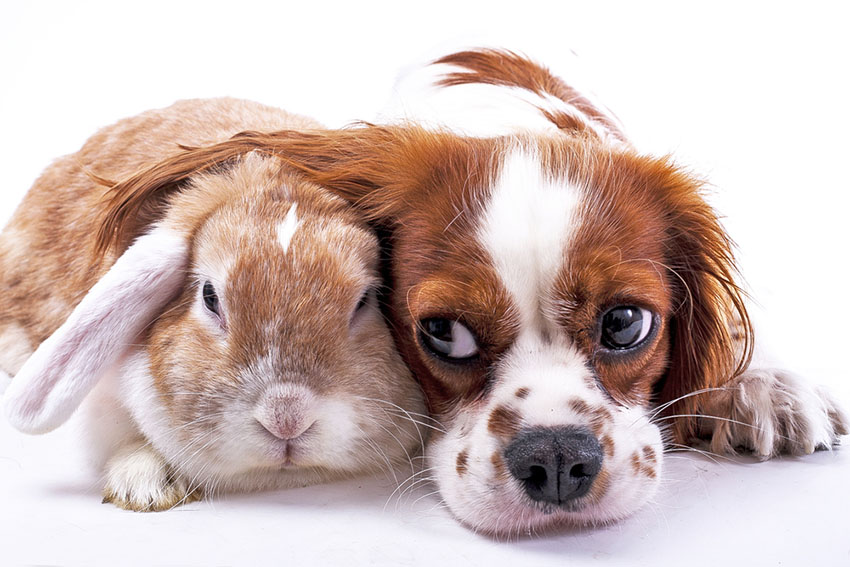  Rabbit and dog