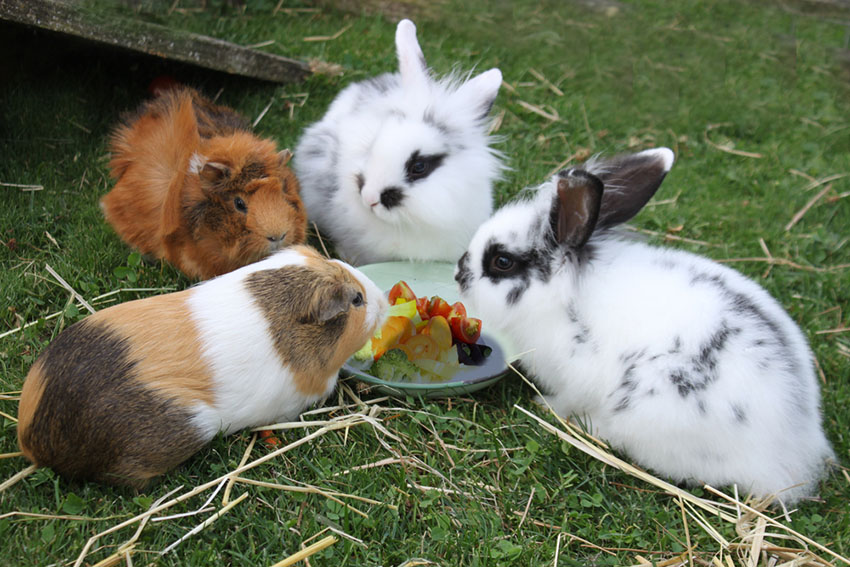 Rabbit or guinea pig