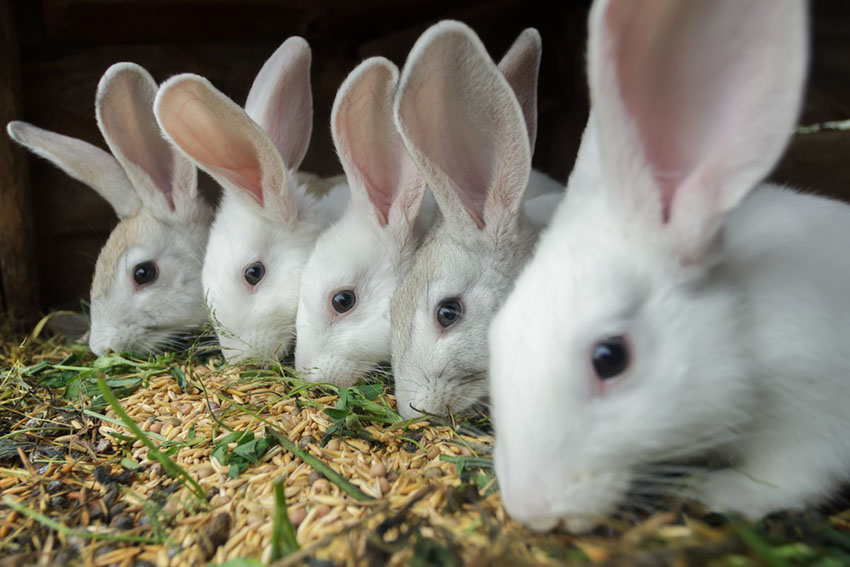 Rabbits live in large groups