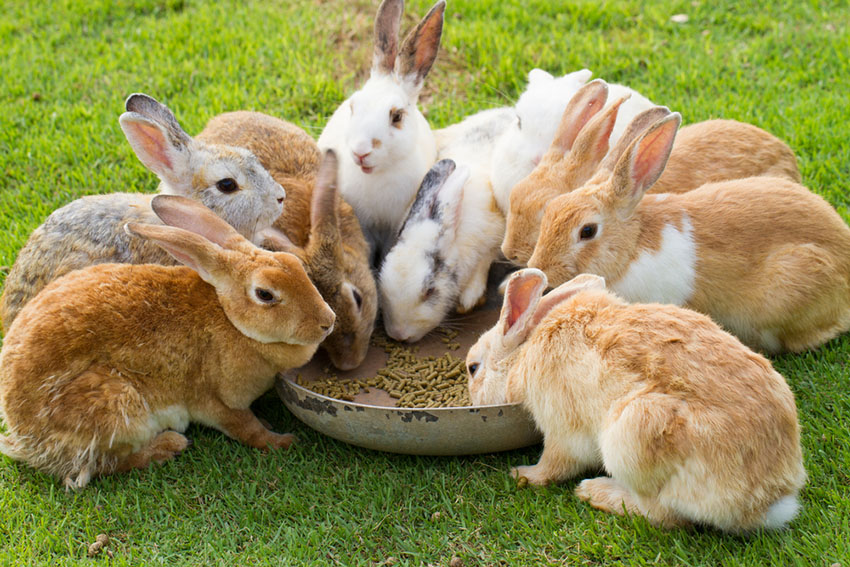 Rabbit feeding 