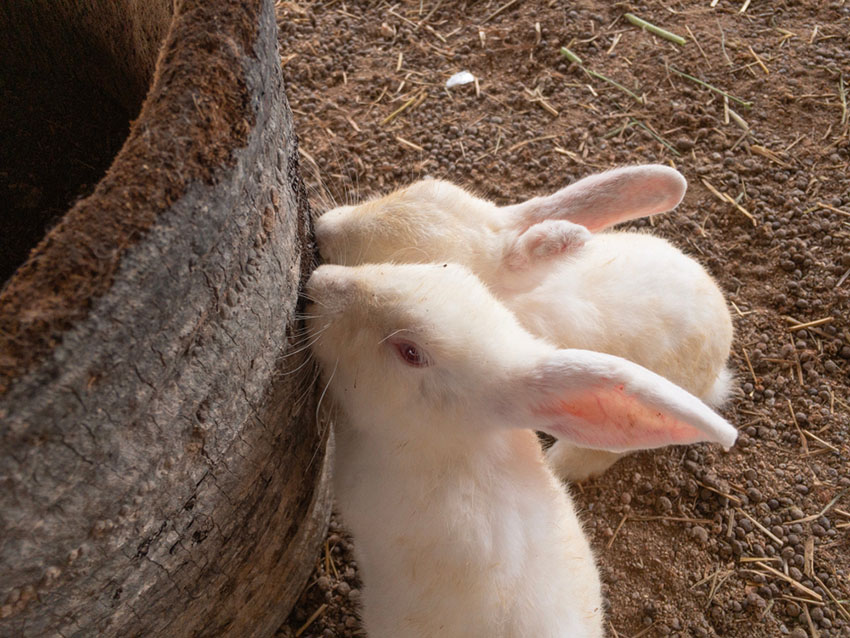 Rabbits like to gnaw