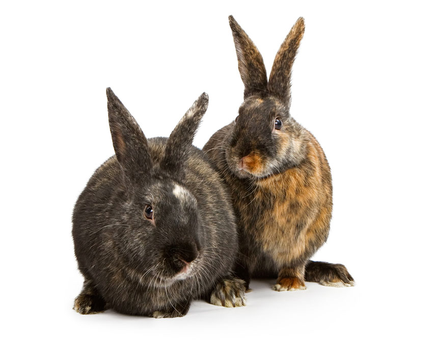  Flemish Giant Rabbit