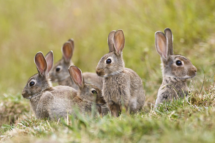 Wild rabbits