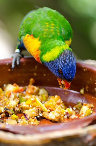Rainbow Lorikeet feeding