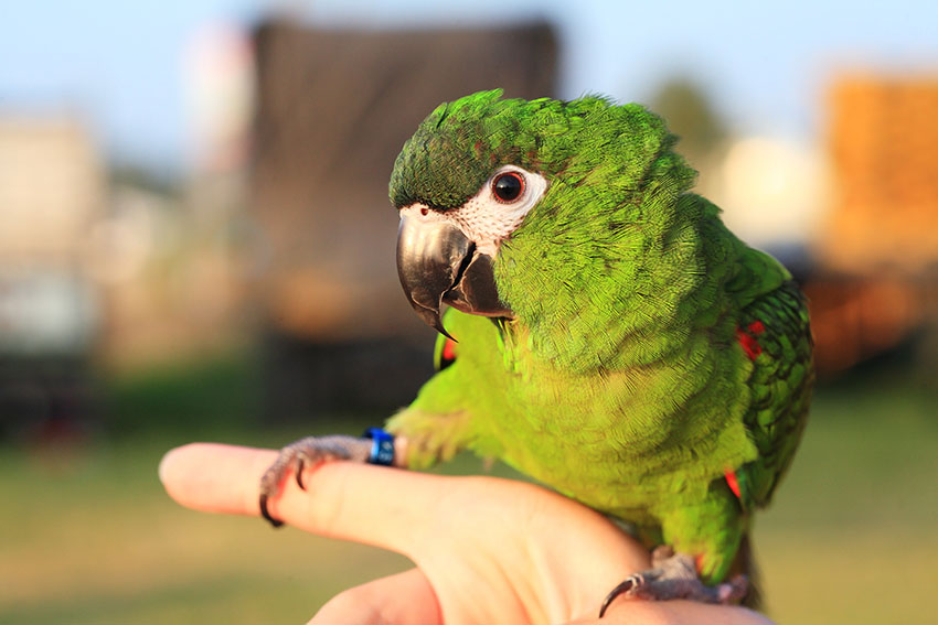 Red-shouldered Macaw Hahns subspecies