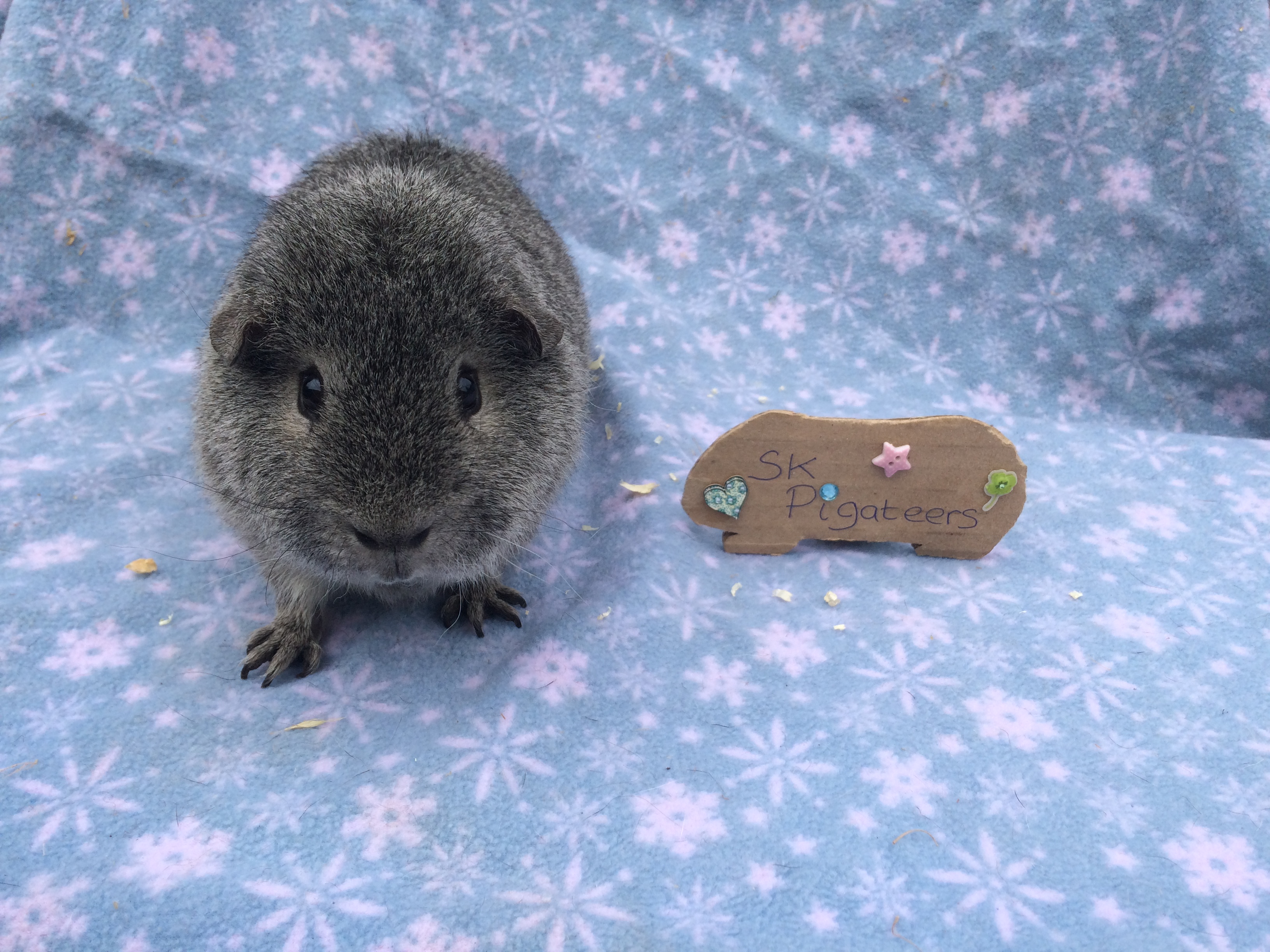 Rex For Sale Guinea Pigs Breed Information Omlet