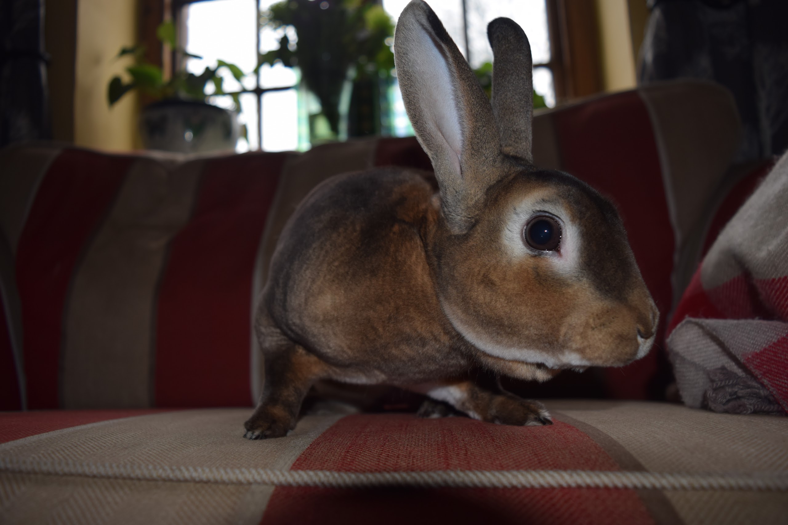 Rex For Sale Rabbits Breed Information Omlet