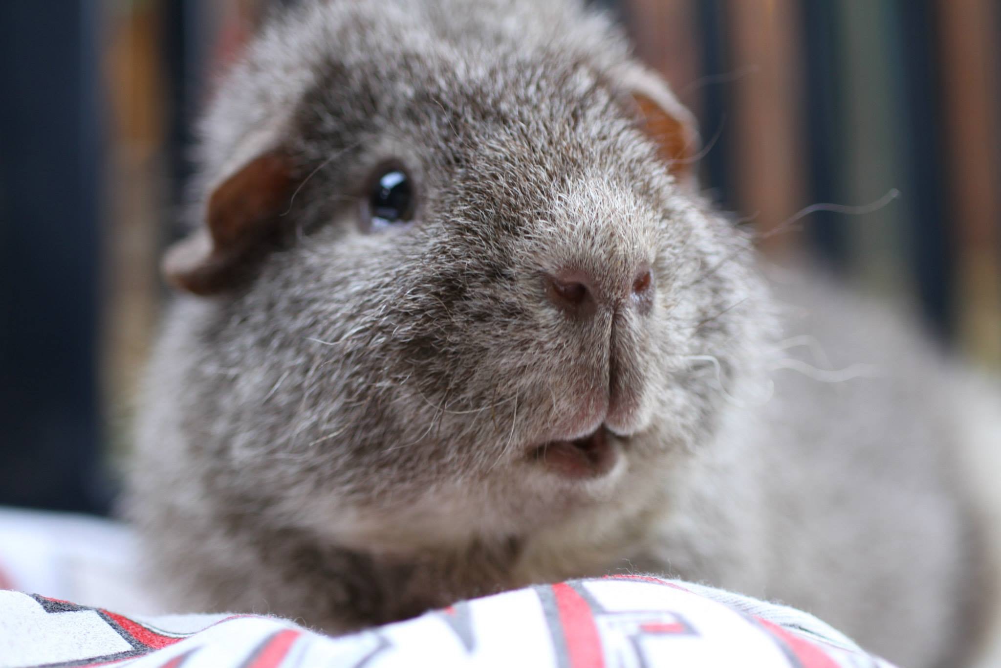 Scurvy in young guinea pigs