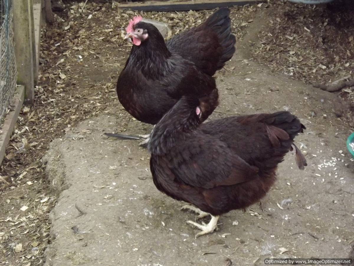 Rhode Island Red Black Tail Rhode Island Red Black Tail
