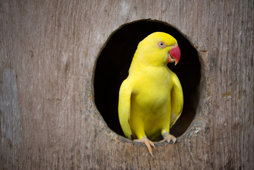 Yellow variety Ring-necked parakeet nesting