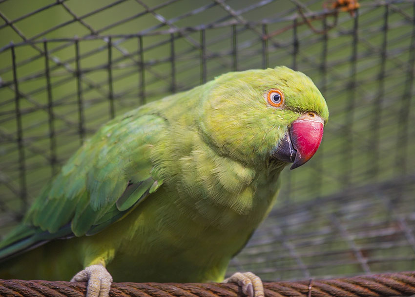 Ring-necked Parakeet