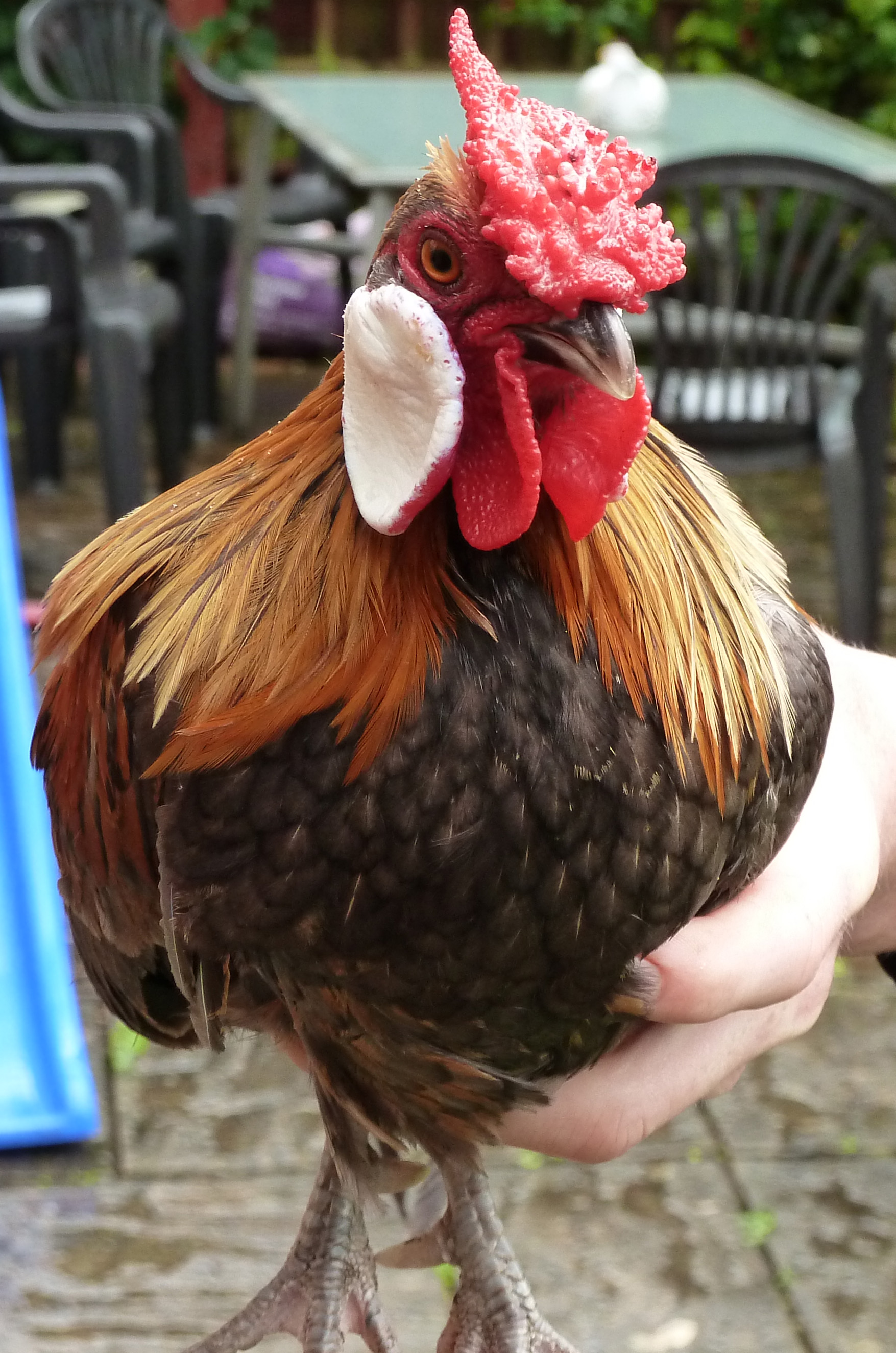 Rosecomb Bantam For Sale Chickens Breed Information 