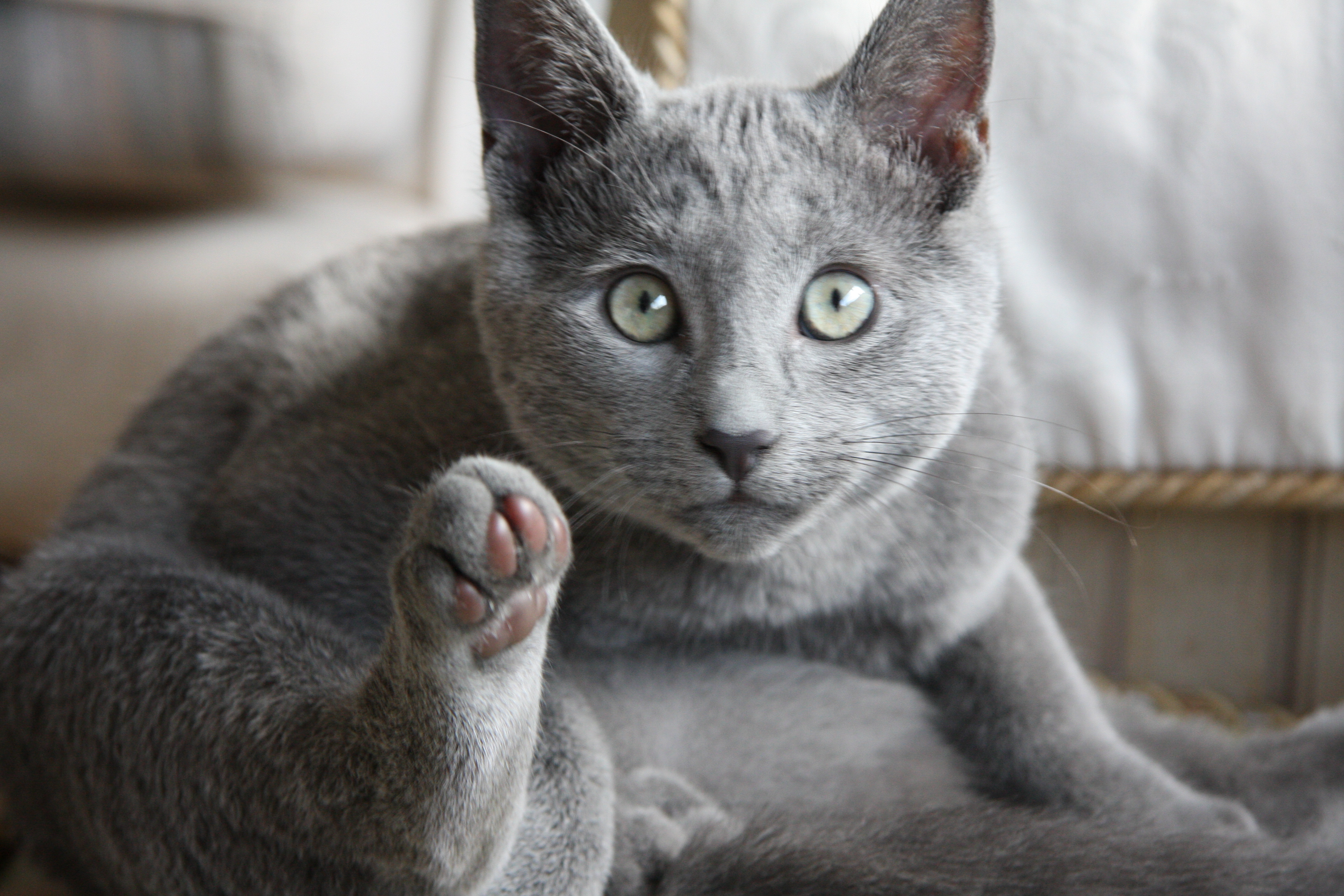 Russian Blue Cats Breed Information Omlet