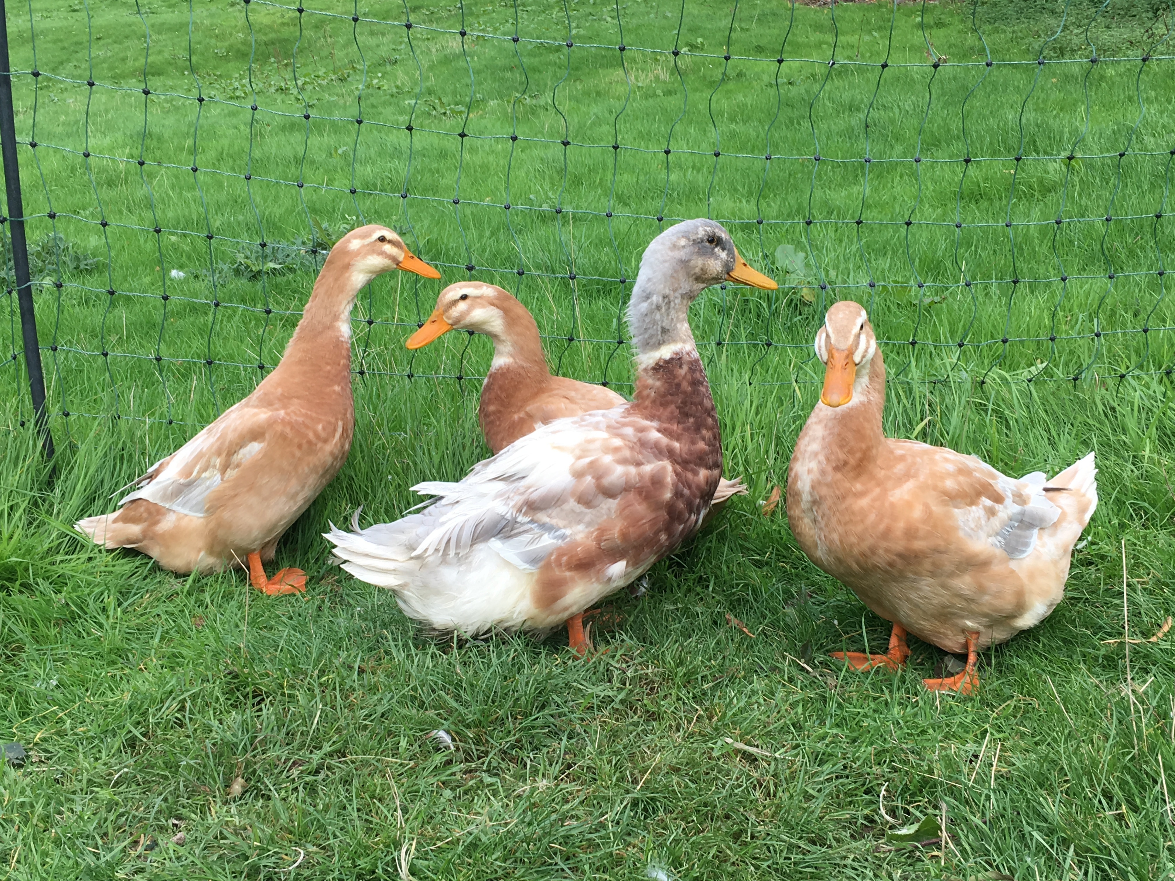 Saxony Ducks Breed Information Omlet