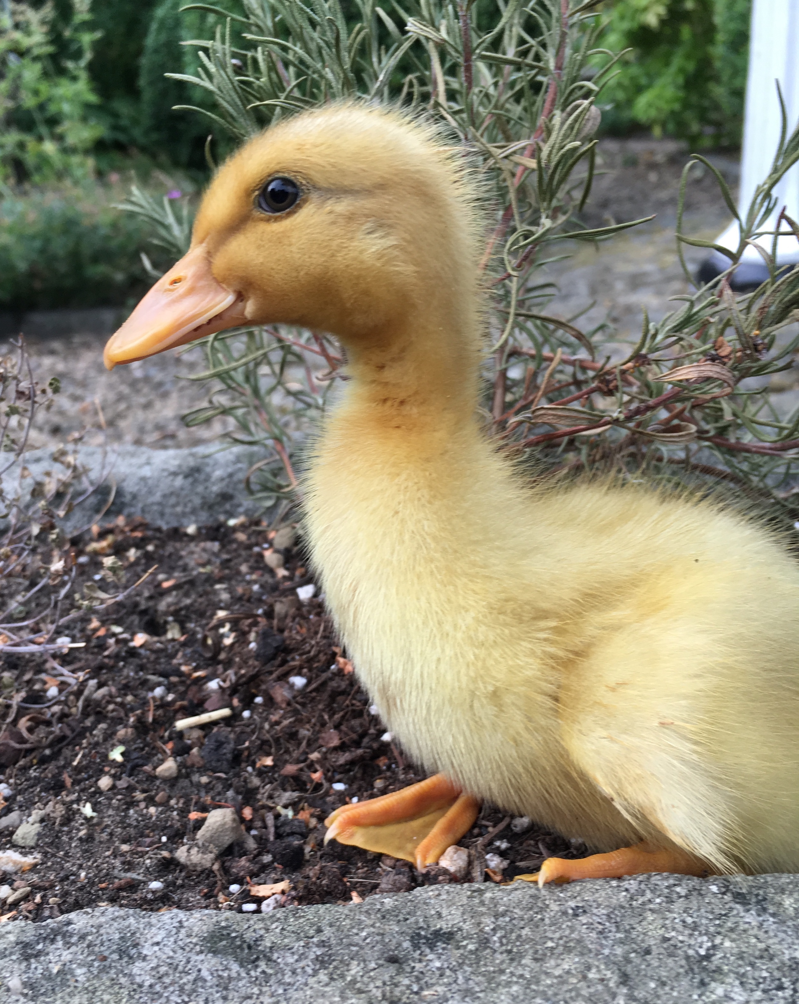 Saxony Ducks Breed Information Omlet