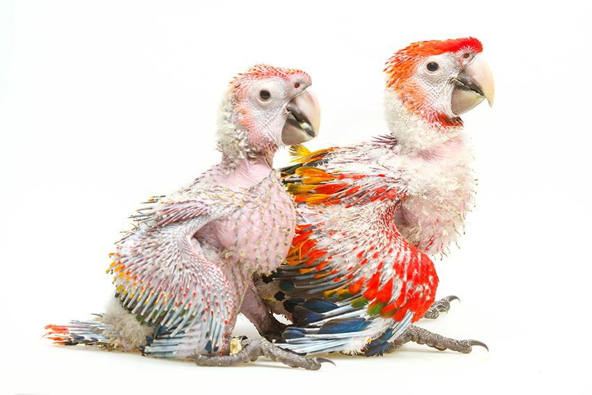 Scarlet Macaw chicks