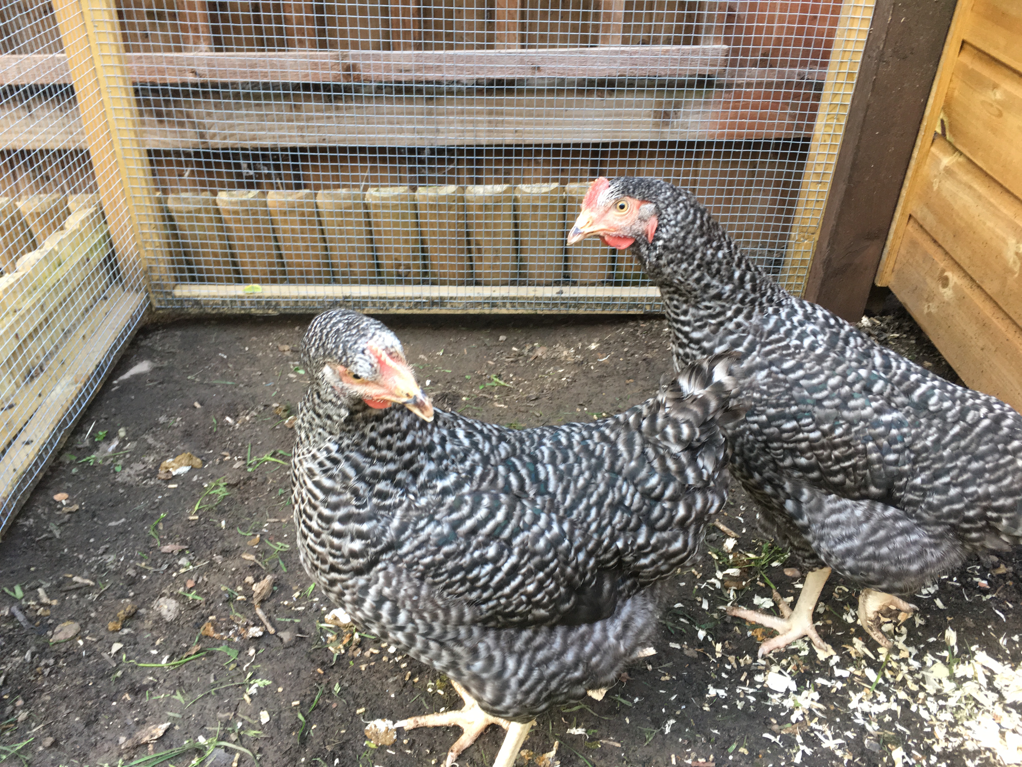 Scots Grey For Sale Chickens Breed Information Omlet