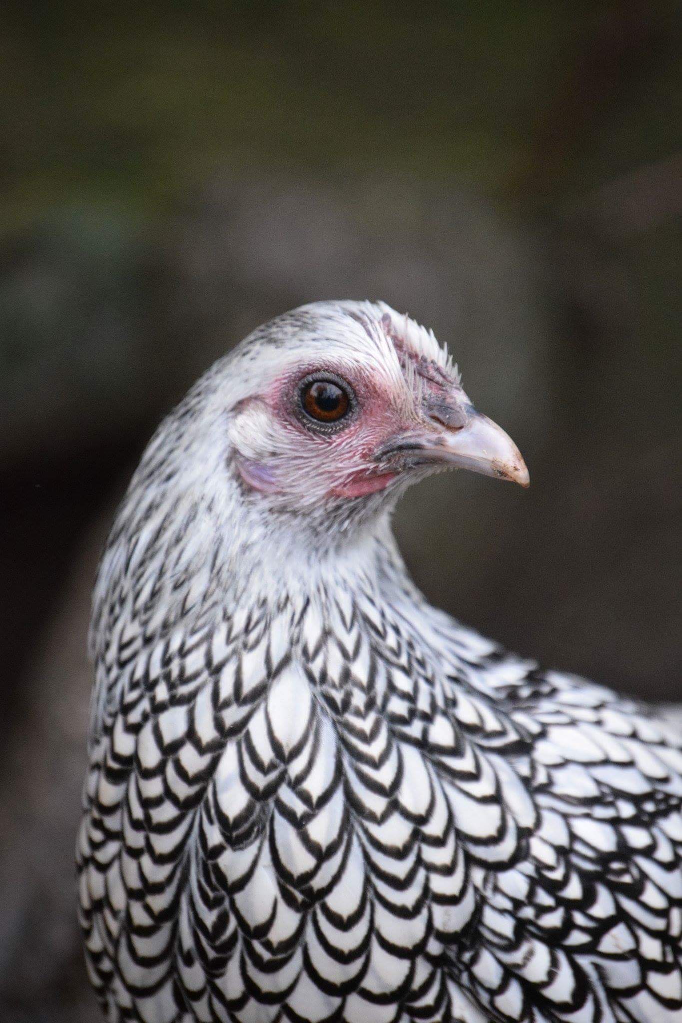 Sebright For Sale Chickens Breed Information Omlet